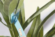 PlantTag štítek k rostlinám na zakázku: bílá